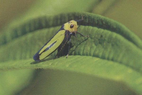 葡萄虫害图片及名称，附防治方法