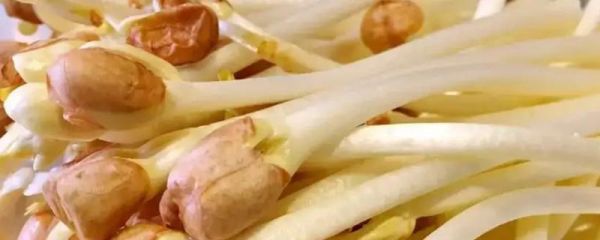 花生芽生产技术，花生芽有毒吗