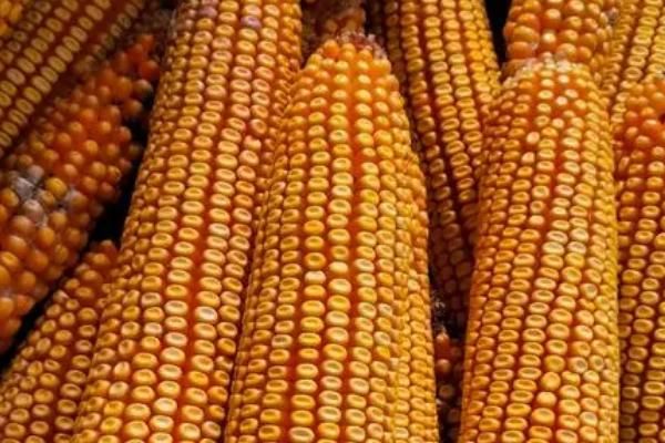 强硕168玉米种简介,适合哪里种植,产量如何