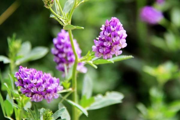 畜牧草有哪几种