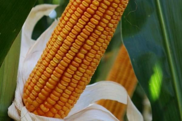 中科玉505玉米种简介,适合哪里种植,产量如何