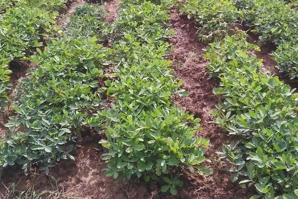 芒种种花生晚不晚