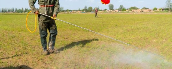 打了除草剂的地能种菜吗,多久可以施肥