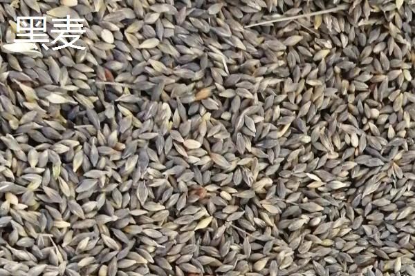 黑麦和小麦的区别