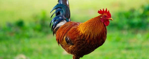 公鸡会飞吗,公鸡能长多大