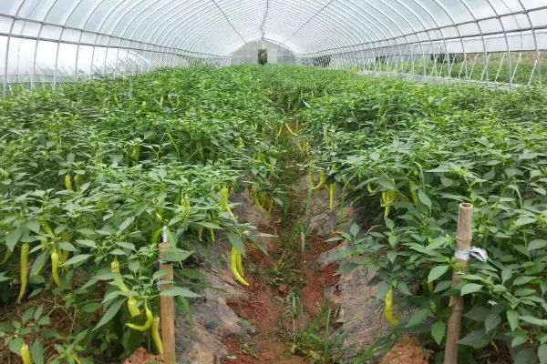 大棚辣椒种植技术与管理,亩产量一般多少斤