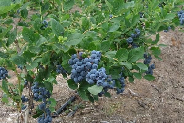 奥尼尔蓝莓特点介绍,附种植方法