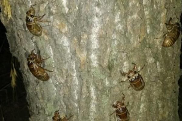 知了猴在什么树下多，附养殖方法