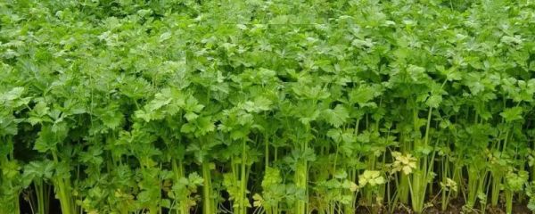 芹菜苗后专用除草剂