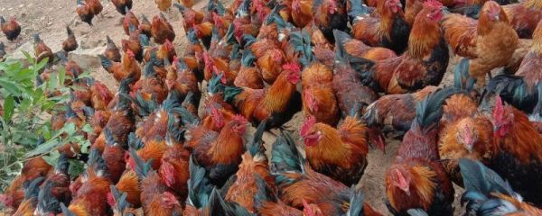 鸡脱毛的原因及防治方法，鸡打针打哪个部位