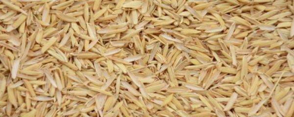 稻谷壳怎么做营养土，可以种花吗