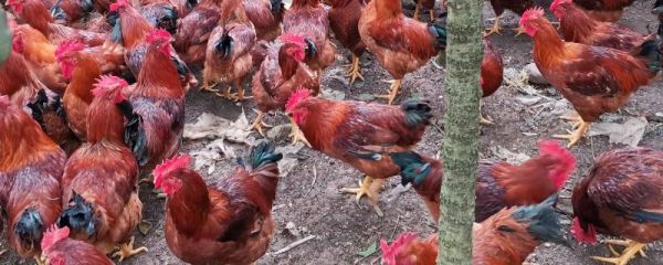 九斤红公鸡几个月出栏，可以长到几斤