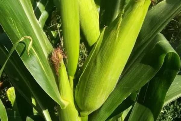 24行特大红轴玉米品种有哪些