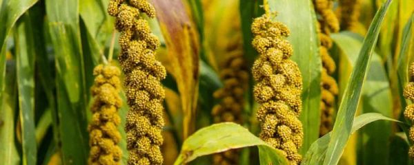 小米是什么农作物种出来的