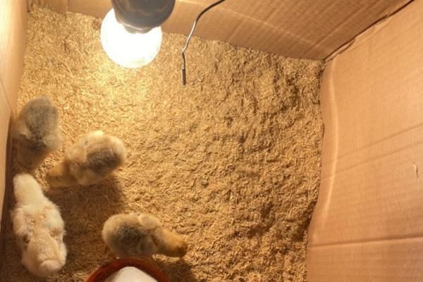 冬天小鸡怎么养,小鸡养不活是什么原因