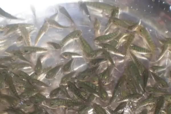 水花鱼苗养殖技术，一个月能长多大