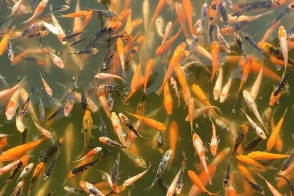 金鱼苗怎么养，怎么度过破肚期