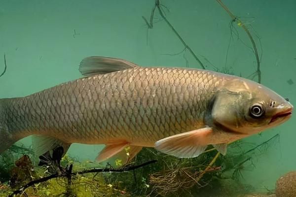 广东的皖鱼是什么鱼,和草鱼有什么区别