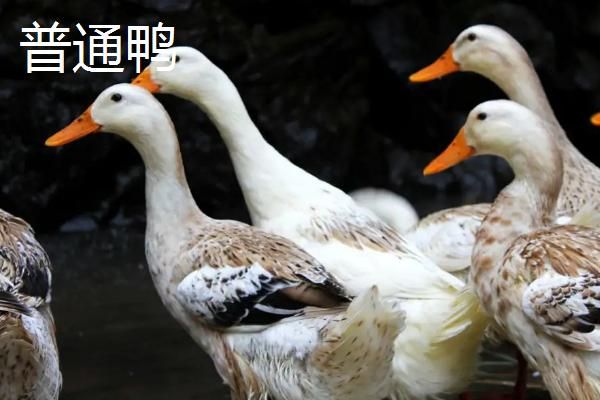 科尔鸭和普通鸭子的区别，1001科尔鸭和普通鸭哪个聪明