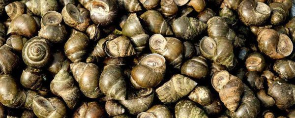 田螺放什么吐的快