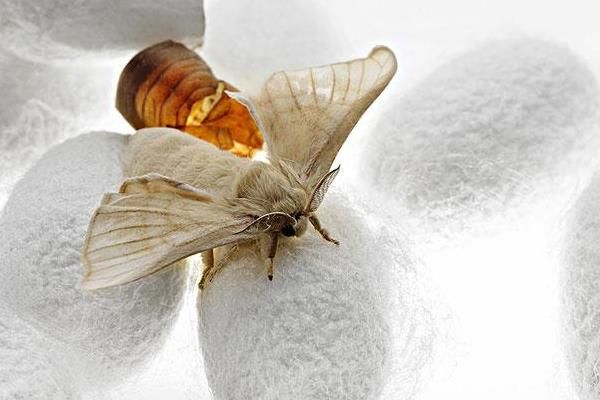 蚕蛾出来后怎么养,蚕蛾交配后需要多久产卵