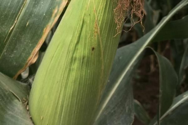 24行特大红轴玉米品种有哪些