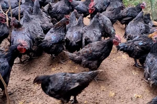 市场上黑脚的是什么鸡