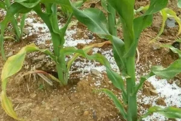 种植玉米怎么施底肥，玉米为什么会长杈子