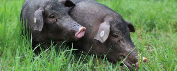 蚊子苍蝇传播非洲猪瘟吗