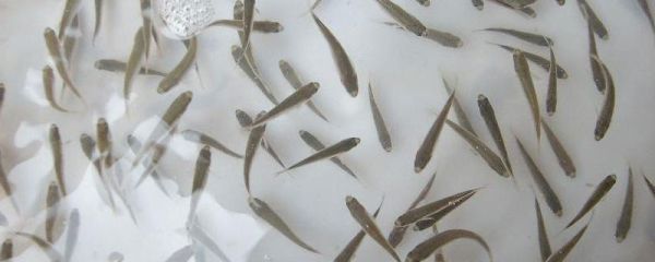 鱼苗气泡病怎么治疗