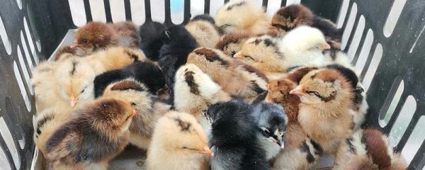 小鸡为什么养不活,小鸡仔一直叫是怎么回事