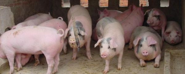 冬天低温对母猪有什么影响,母猪冬天怎样保暖