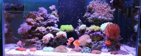 养鱼测水质用什么东西