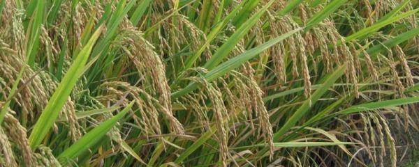 巨型水稻亩产多少斤，巨型水稻的优缺点