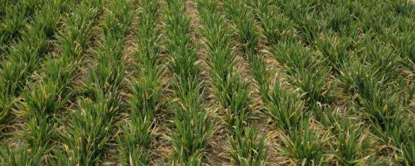 寒露麦子播种量下多少种子，麦子什么时候收割