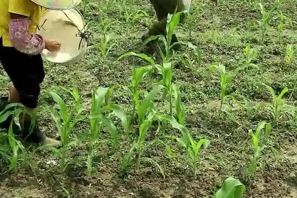 种玉米施肥用什么肥料好