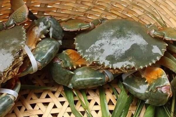 水产动物有哪些