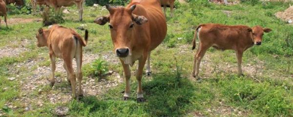 用卷尺怎么计算牛的体重,新买的牛回家应该怎样调理