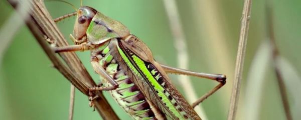 蝈蝈寿命，蝈蝈自然繁殖