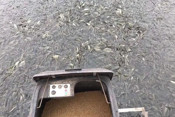 中科5号鲫鱼养殖技术，附简介