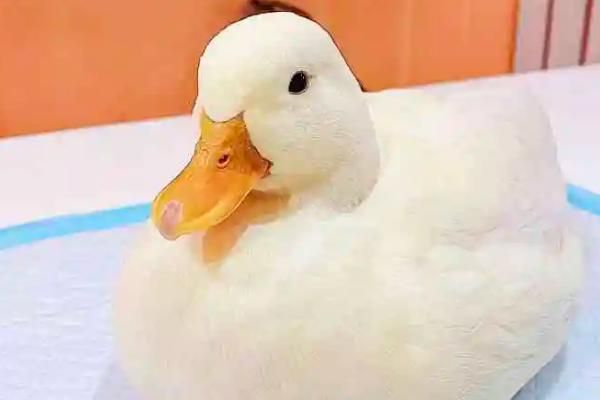 科尔鸭和普通鸭子的区别，1001科尔鸭和普通鸭哪个聪明