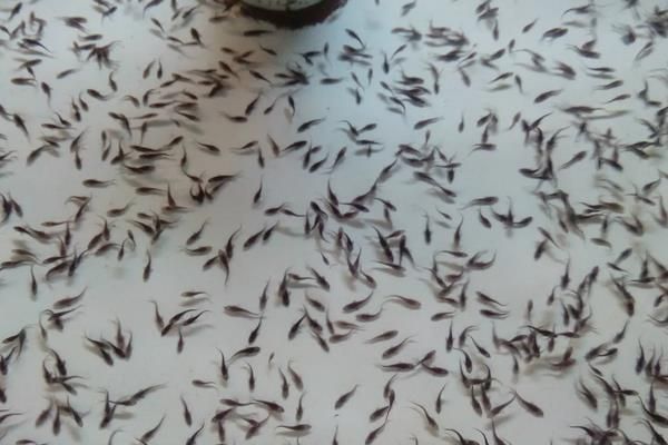 水花鱼苗养殖技术，一个月能长多大