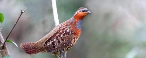 竹鸡吃什么东西,养殖合法吗