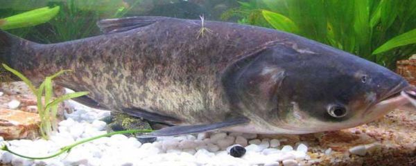 花鲢和草鱼哪个刺少