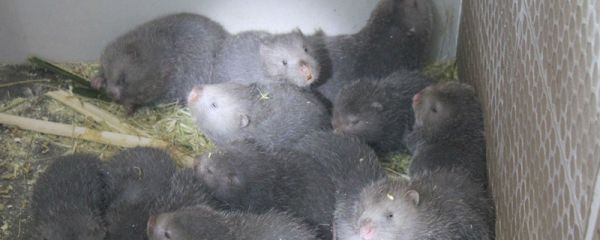 竹鼠肺炎症状是怎样的