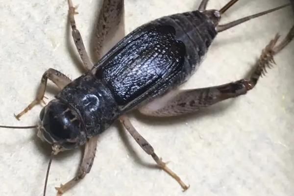 蛐蛐吃什么，蛐蛐是益虫还是害虫