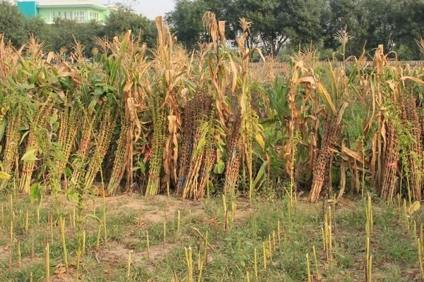 立夏种植什么农作物