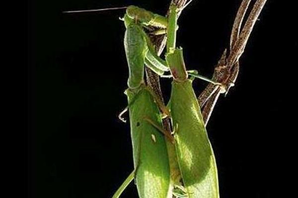 螳螂怎么繁殖后代，螳螂是益虫还是害虫