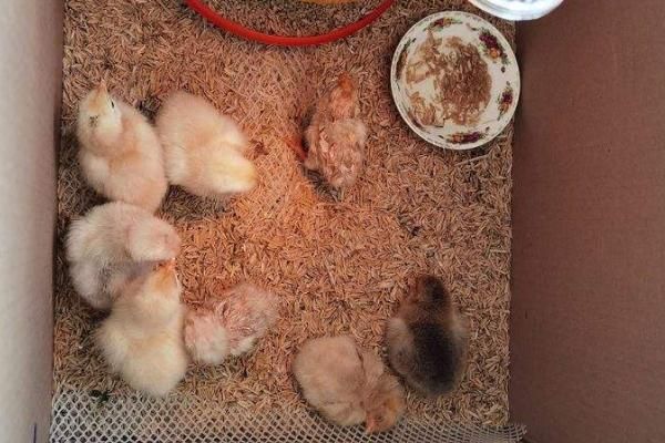 冬天小鸡怎么养,小鸡养不活是什么原因