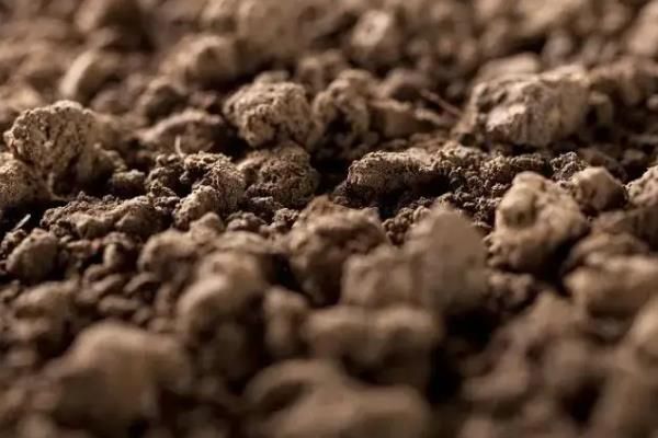 小米辣的种植与管理，小米辣和朝天椒的区别